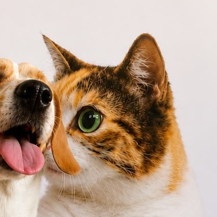 Luna y una gata, pacientes de la clínica, juntas